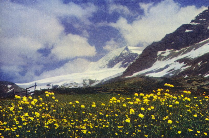Trollius på Simplon-passet (bilde) av Francis Sydney Smythe