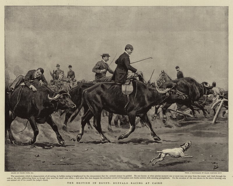 Britene i Egypt, Buffalo Racing i Kairo av Frank Dadd