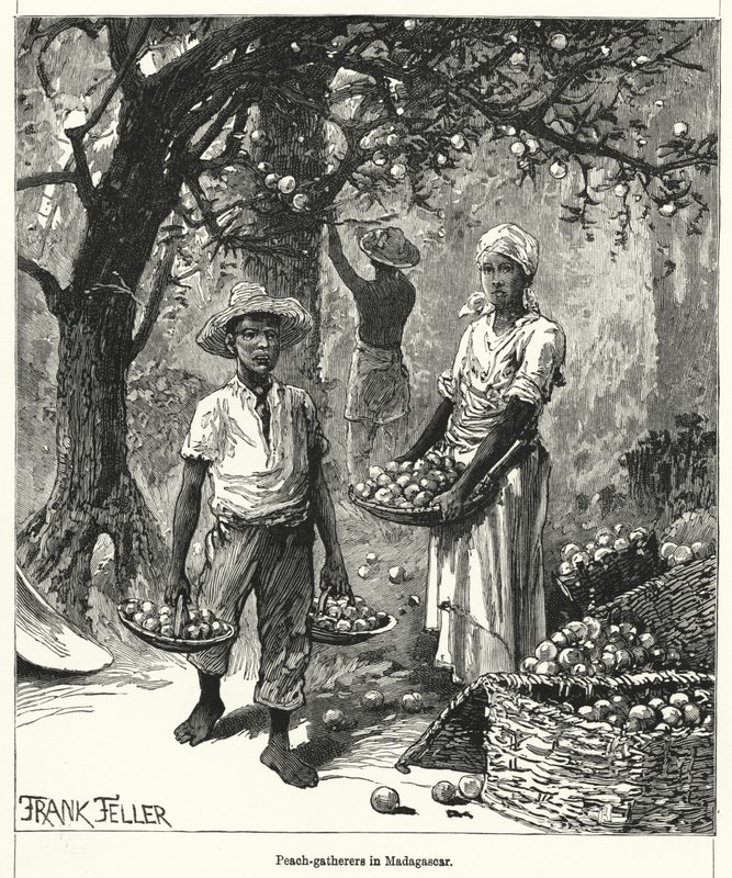 Ferskensamlere på Madagaskar (gravering) av Frank (after) Feller