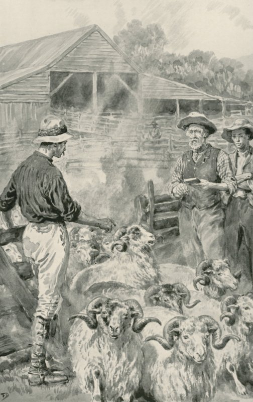 En sauestasjon på Canterbury Plains av Frank Dadd