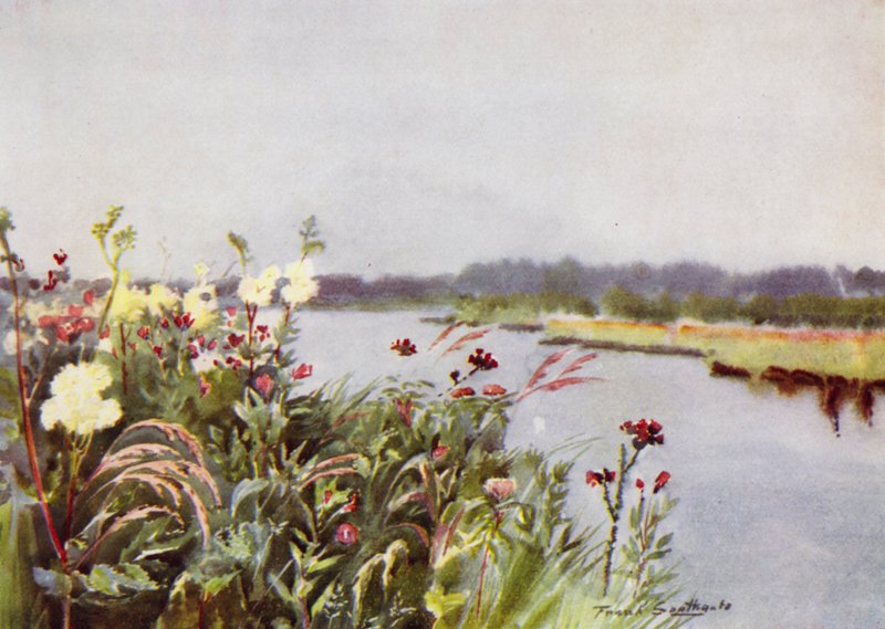 Norfolk Broads: A Bure Bank (farge litho) av Frank Southgate