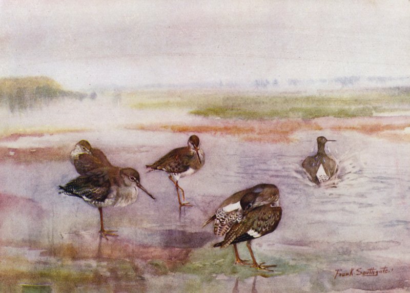 Norfolk Broads: Redshank (farge litho) av Frank Southgate