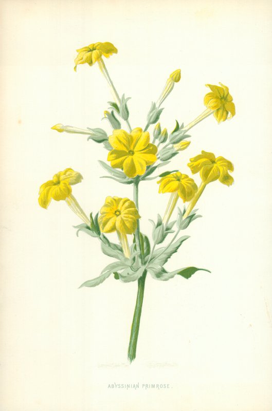 Abessinisk Primrose av Frederick Edward Hulme