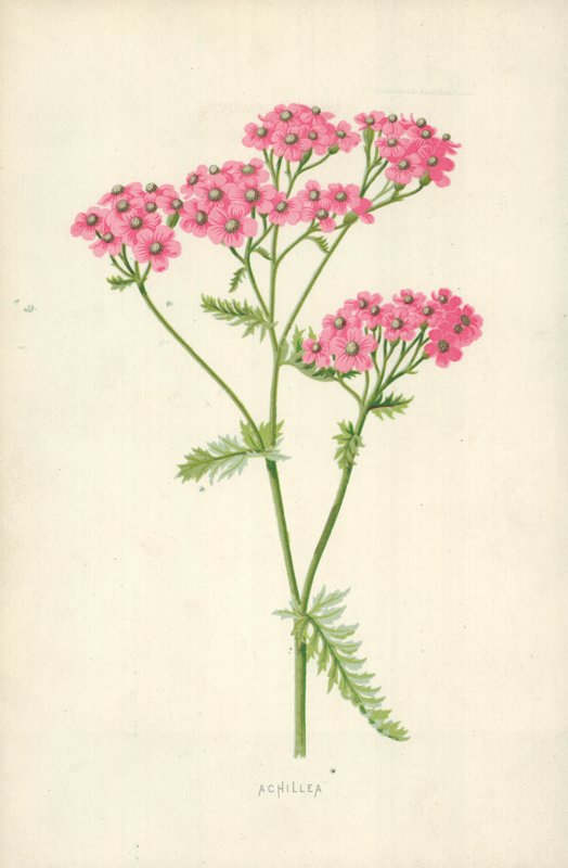 Achillea av Frederick Edward Hulme