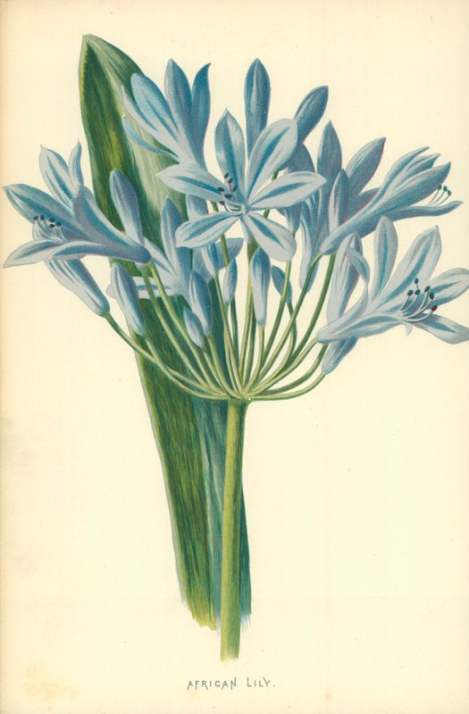 afrikansk lilje av Frederick Edward Hulme