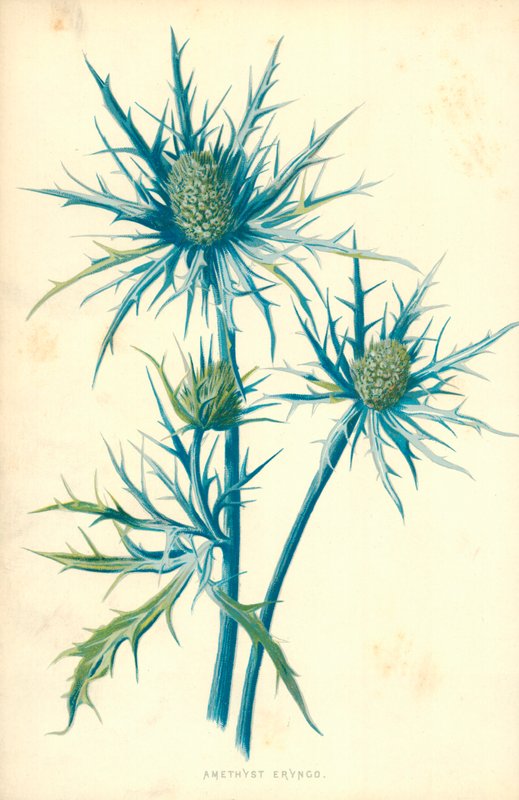 Ametyst Eryngo av Frederick Edward Hulme