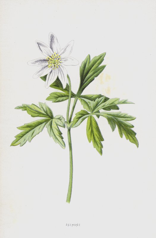 Anemone (chromolitho) av Frederick Edward Hulme