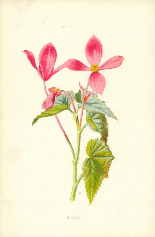 Begonia av Frederick Edward Hulme