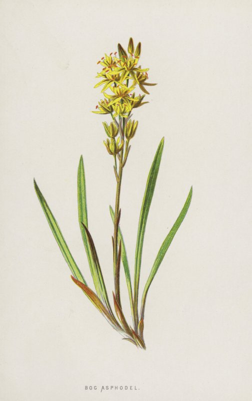 Bog Asphodel (chromolitho) av Frederick Edward Hulme