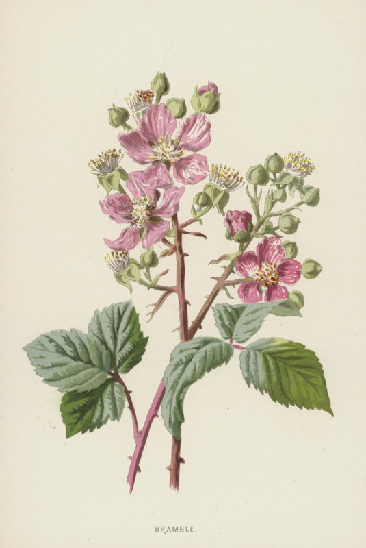 Bramble (chromolitho) av Frederick Edward Hulme