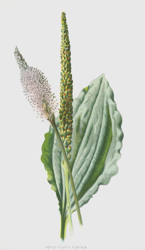 Bredbladet groblad (chromolitho) av Frederick Edward Hulme