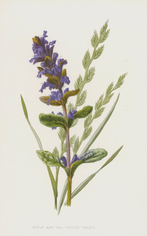 Bugle and Tall Fescue Grass (chromolitho) av Frederick Edward Hulme