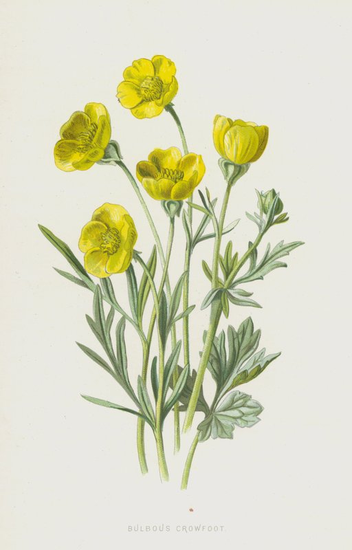 Bulbous kråkefot (chromolitho) av Frederick Edward Hulme