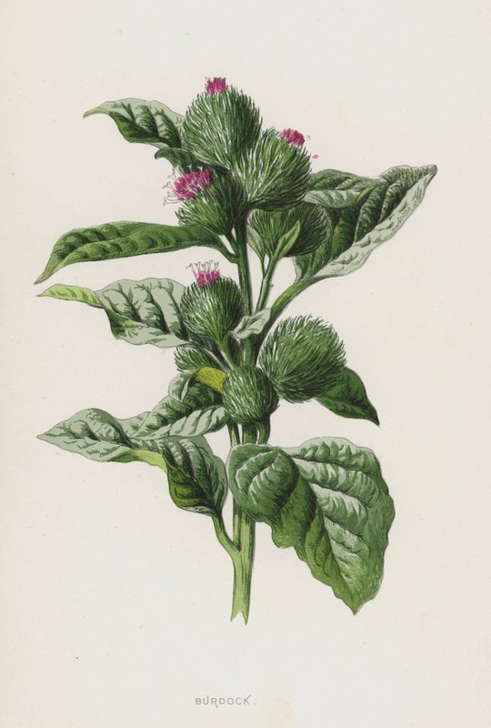Burdock (chromolitho) av Frederick Edward Hulme