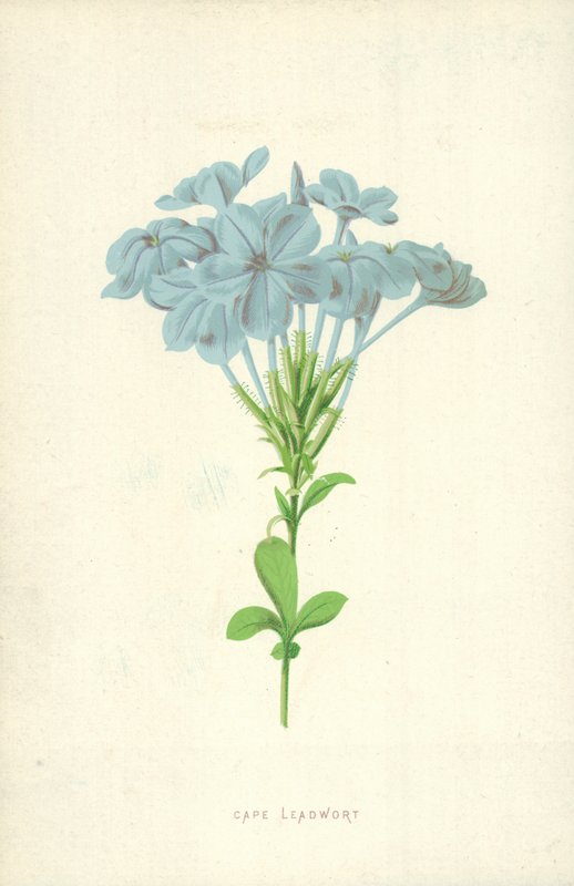 Cape Leadwort av Frederick Edward Hulme