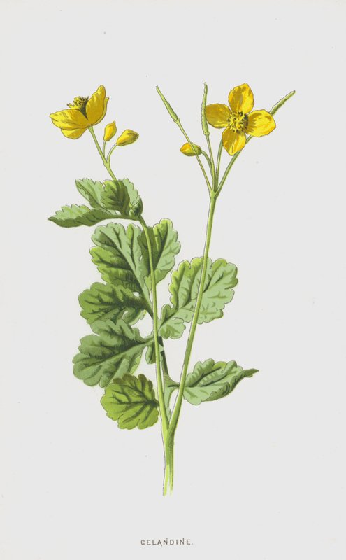 Celandine (chromolitho) av Frederick Edward Hulme