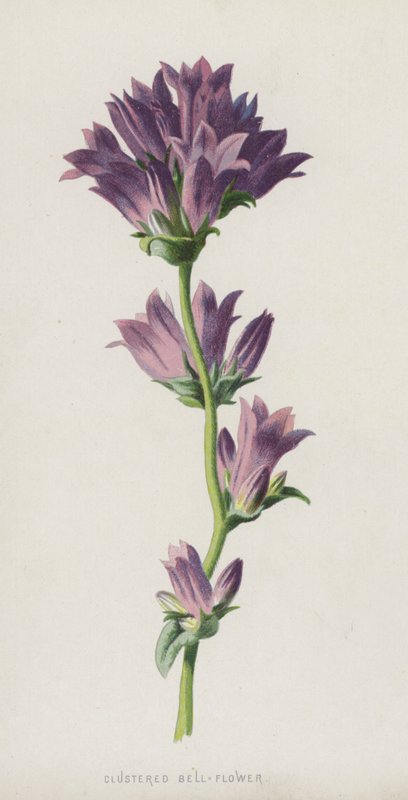 Klokkeblomst i grupper (chromolitho) av Frederick Edward Hulme