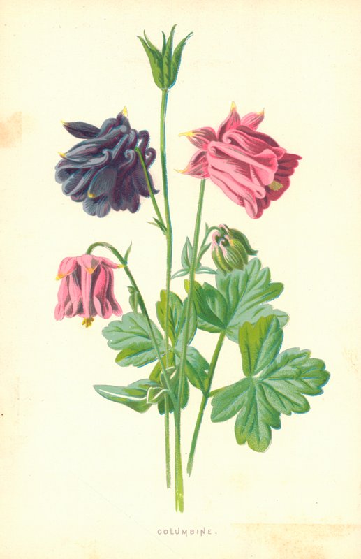 Akeleie av Frederick Edward Hulme