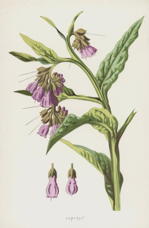 Comfrey (chromolitho) av Frederick Edward Hulme