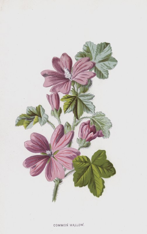 Vanlig malve (chromolitho) av Frederick Edward Hulme