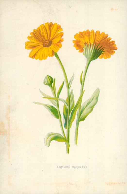 Vanlig ringblomst av Frederick Edward Hulme