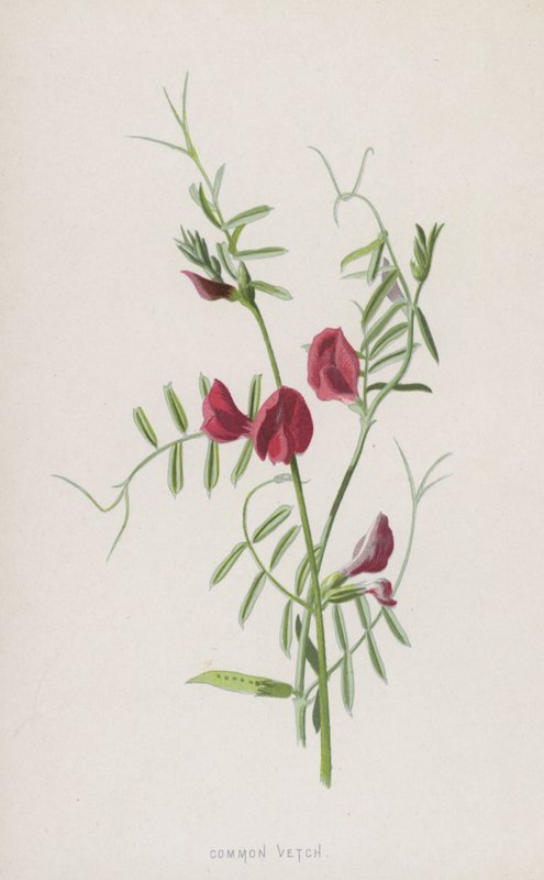 Vanlig vikker (chromolitho) av Frederick Edward Hulme