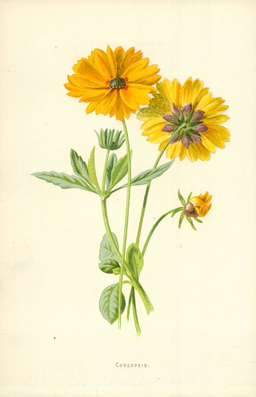 Coreopsis av Frederick Edward Hulme