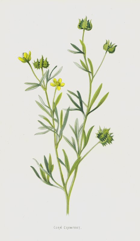 Mais kråkefot (chromolitho) av Frederick Edward Hulme