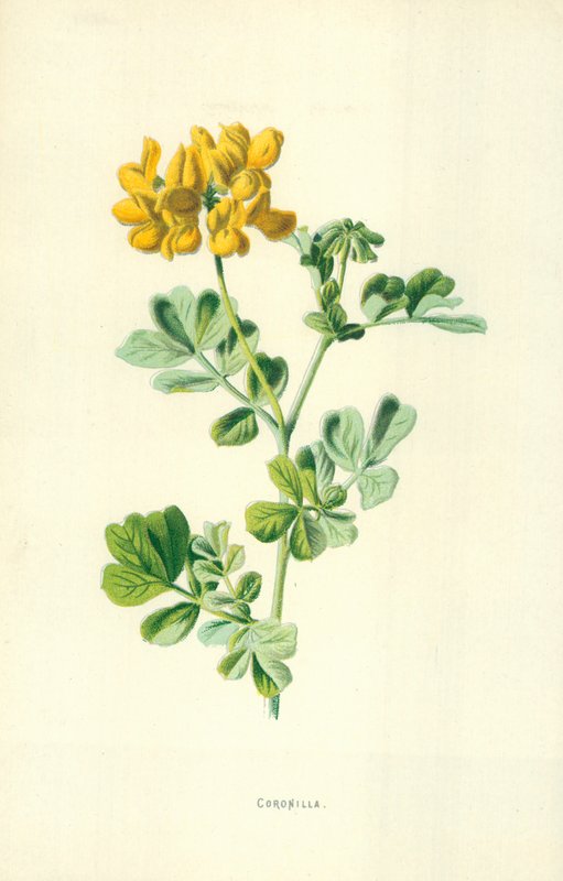 Krone av Frederick Edward Hulme