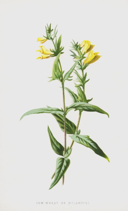 Ku-hvete eller Melampyre (chromolitho) av Frederick Edward Hulme