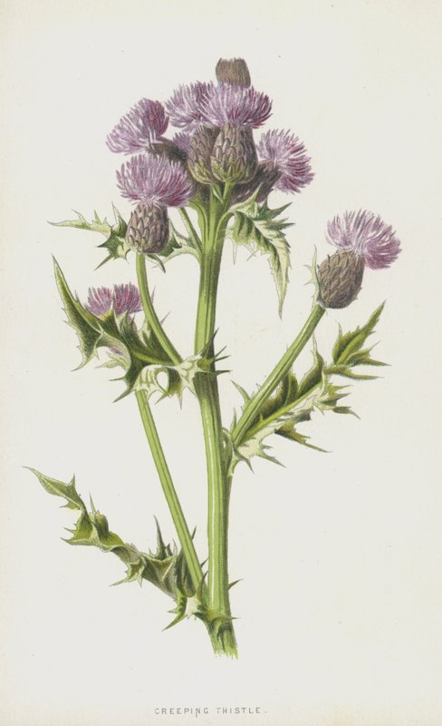 Krypende tistel (chromolitho) av Frederick Edward Hulme