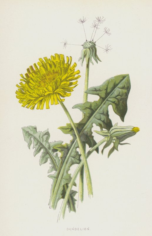 Løvetann (chromolitho) av Frederick Edward Hulme