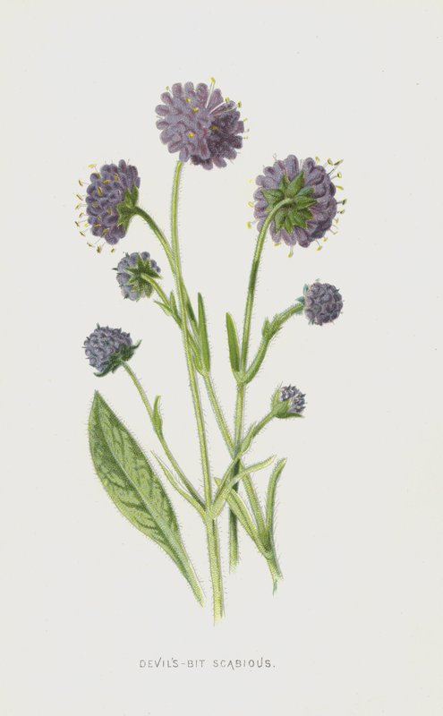 Devils-Bit Scabious (chromolitho) av Frederick Edward Hulme