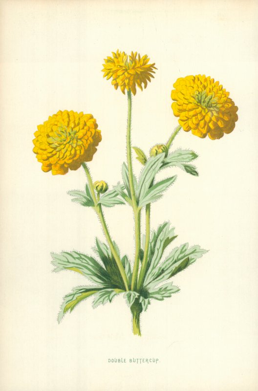 Dobbel smørblomst av Frederick Edward Hulme