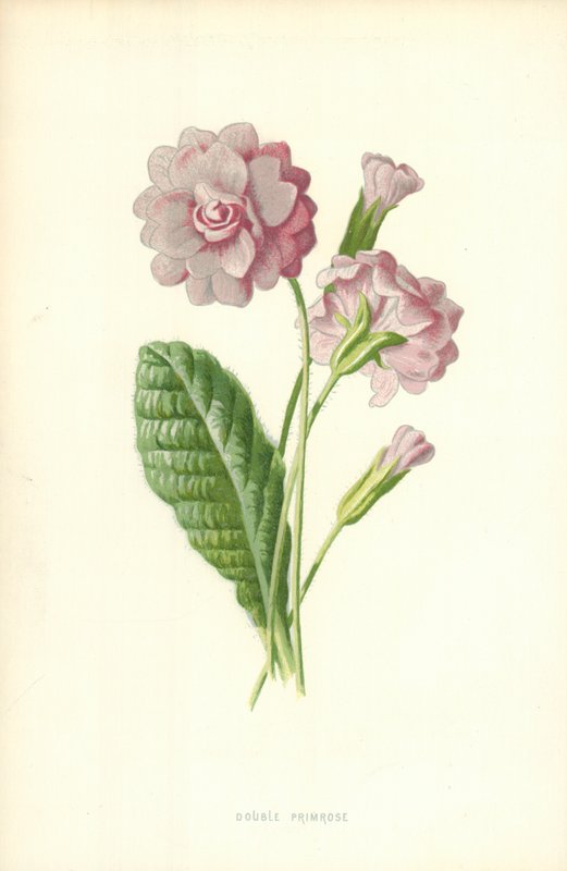 Dobbel Primrose av Frederick Edward Hulme