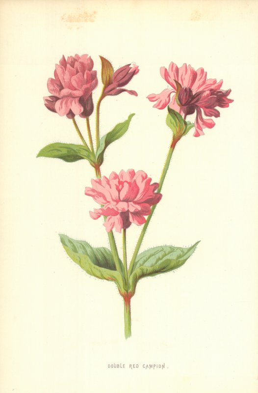 Dobbel rød Campion av Frederick Edward Hulme