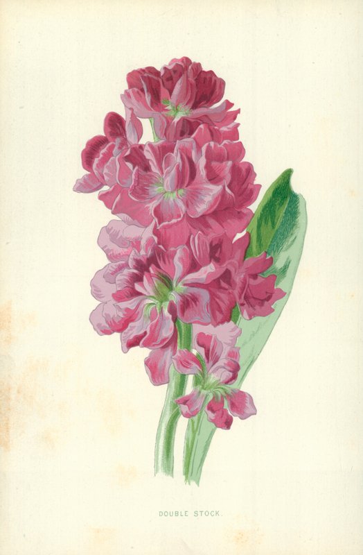 Dobbelt lager av Frederick Edward Hulme