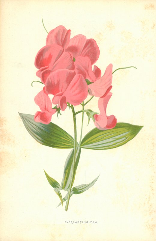 Evig ert av Frederick Edward Hulme