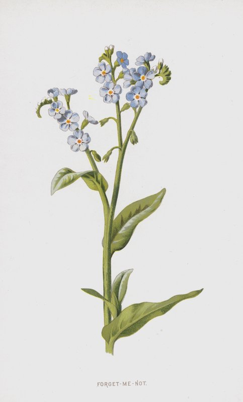 Forglem-meg-ikke (chromolitho) av Frederick Edward Hulme