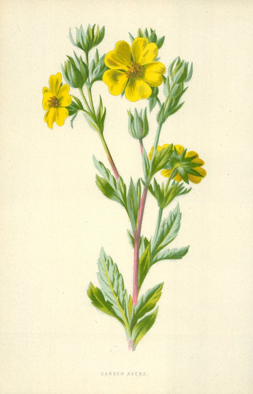 Garden Avens av Frederick Edward Hulme
