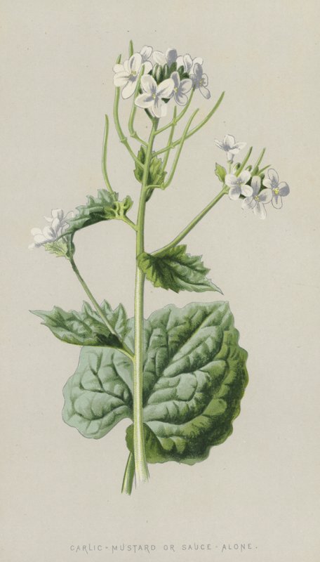 Hvitløk-sennep eller saus-alene (chromolitho) av Frederick Edward Hulme