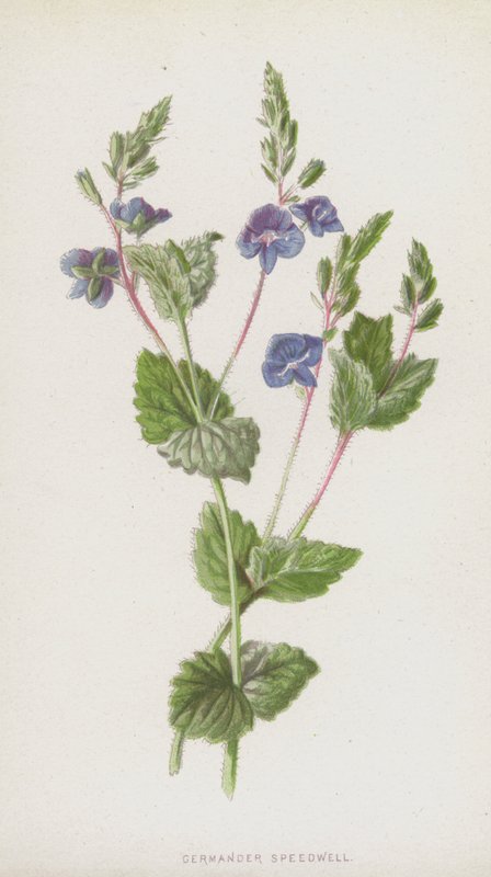 Germander Speedwell (chromolitho) av Frederick Edward Hulme