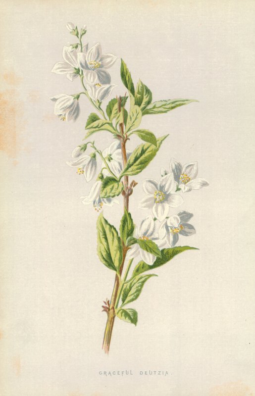 Grasiøse Deutzia av Frederick Edward Hulme