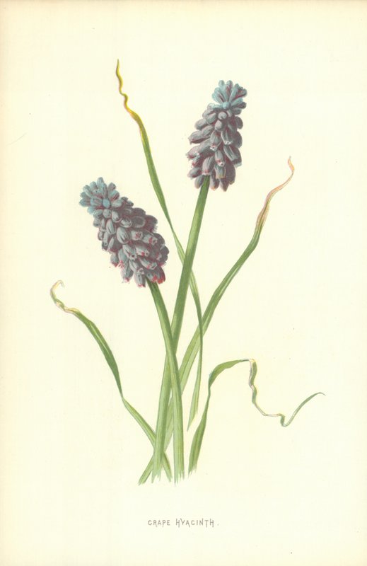 Drue Hyacinth av Frederick Edward Hulme