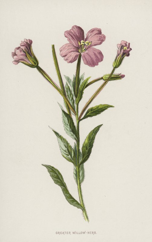 Greater Willow-urt (chromolitho) av Frederick Edward Hulme