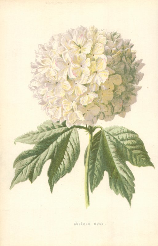 Gulder Rose av Frederick Edward Hulme