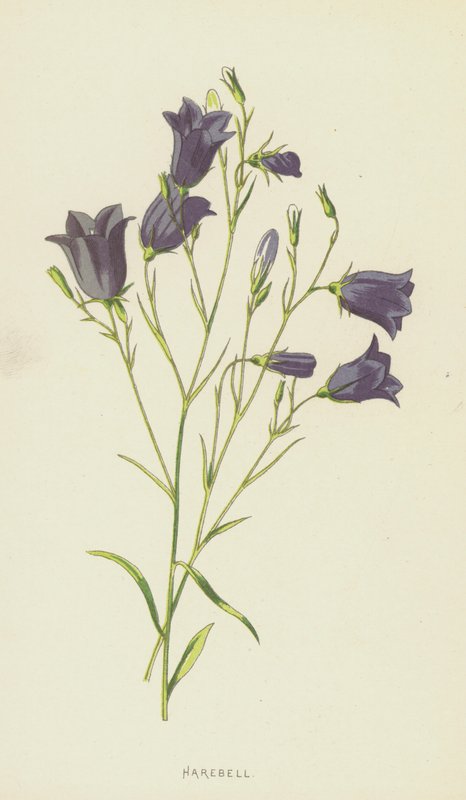 Harebell (chromolitho) av Frederick Edward Hulme