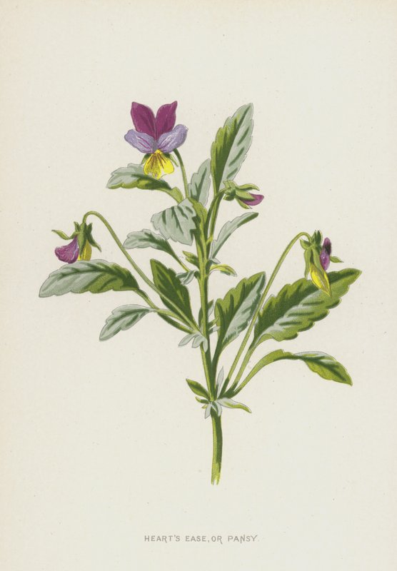 Hearts Ease, eller stemorsblomst (chromolitho) av Frederick Edward Hulme