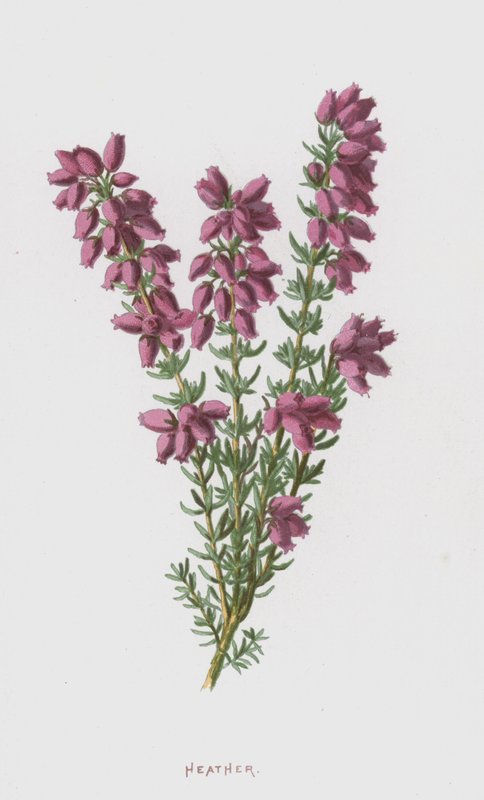 Lyng (chromolitho) av Frederick Edward Hulme