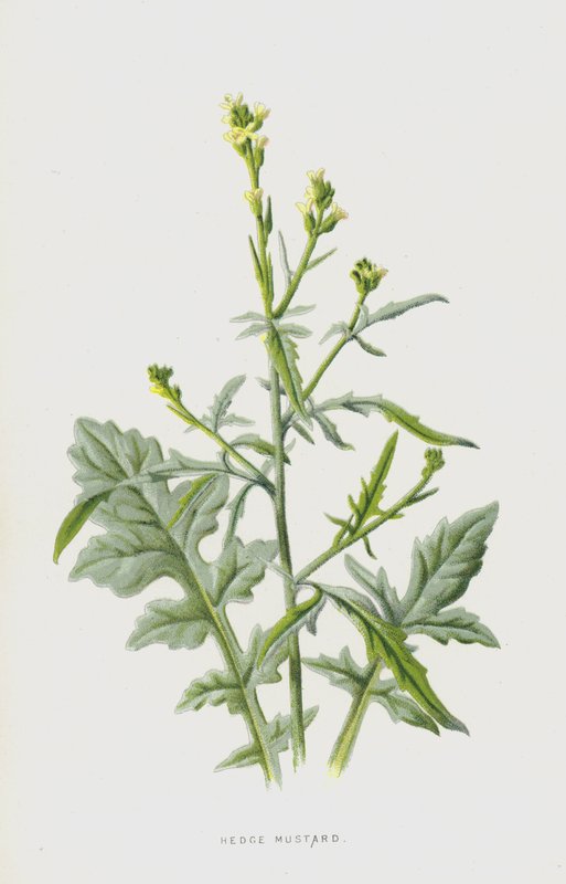 Hekk sennep (chromolitho) av Frederick Edward Hulme